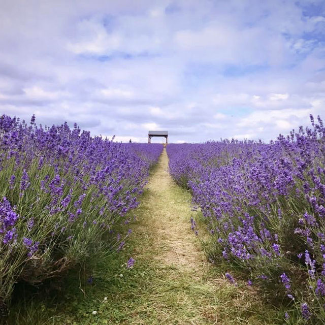 Lost in a sea of lavender 💜🌿 