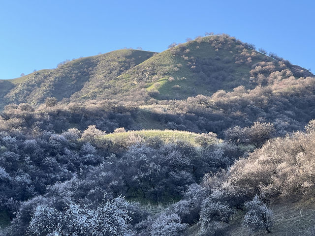 吐爾根杏花溝 | 一份跨越時間的專屬浪漫