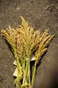 “稻”年年豐收而被稱為“常熟”