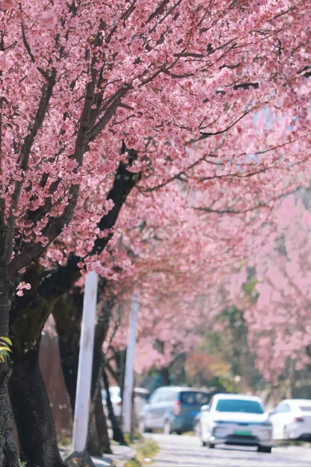 달리 벚꽃, 이 한 곳만 가면 충분합니다