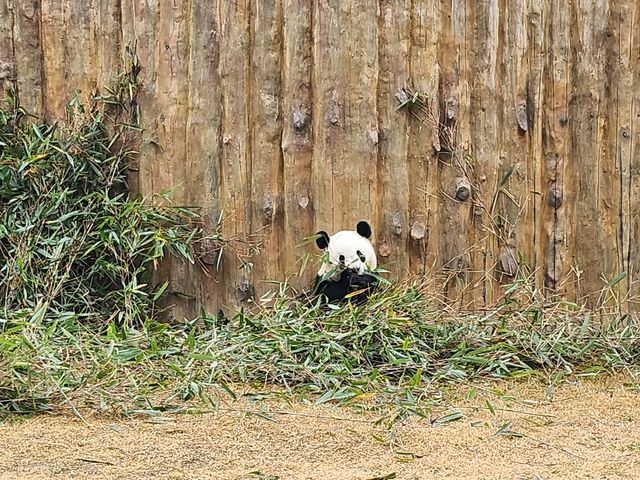 佛坪熊猫基地有四只大熊猫