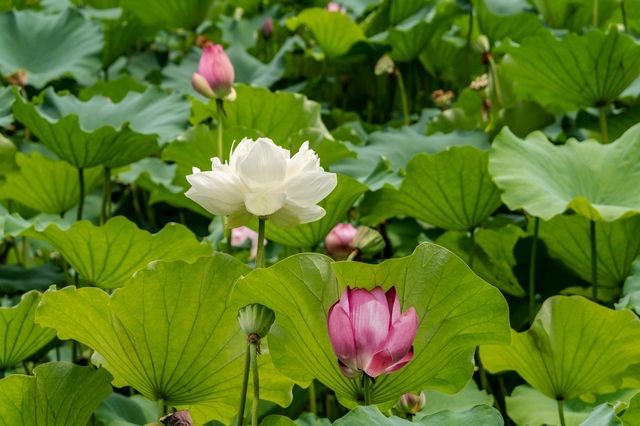 黃興公園荷花香