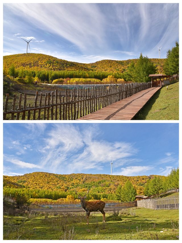 與小鹿羊駱共進餐，七彩森林賞秋景，還有多彩的體驗