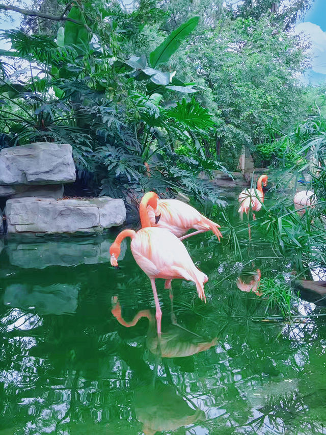 必看廣州動物園國慶遊玩墜強攻略