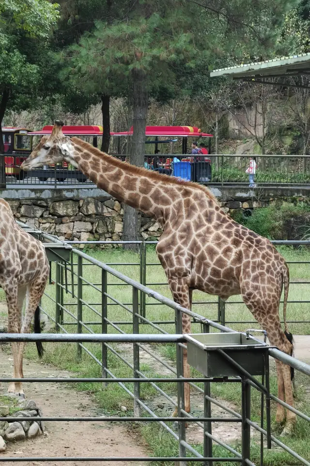 The one-day tour of Zhongnan Baicao Prairie is a seriously underestimated place for taking children out for a walk