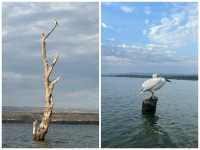 非洲·奈瓦沙湖·遊船拍鳥