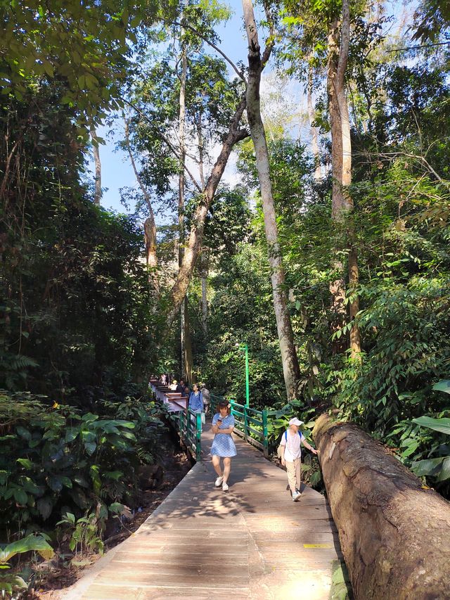 西雙版納最值得去看的原始森林公園