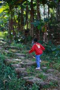 景迈山古茶林：全球！首個以茶文化為主題申報的世界文化遺產