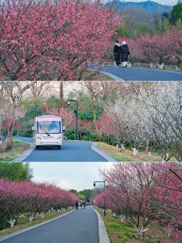 I thought the plum blossoms in the botanical garden were plentiful, until I went to