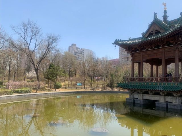 太原公園賞花→迎澤公園