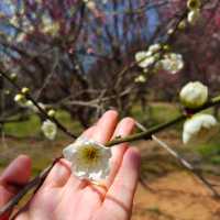 賞梅踏青＿無錫梅園