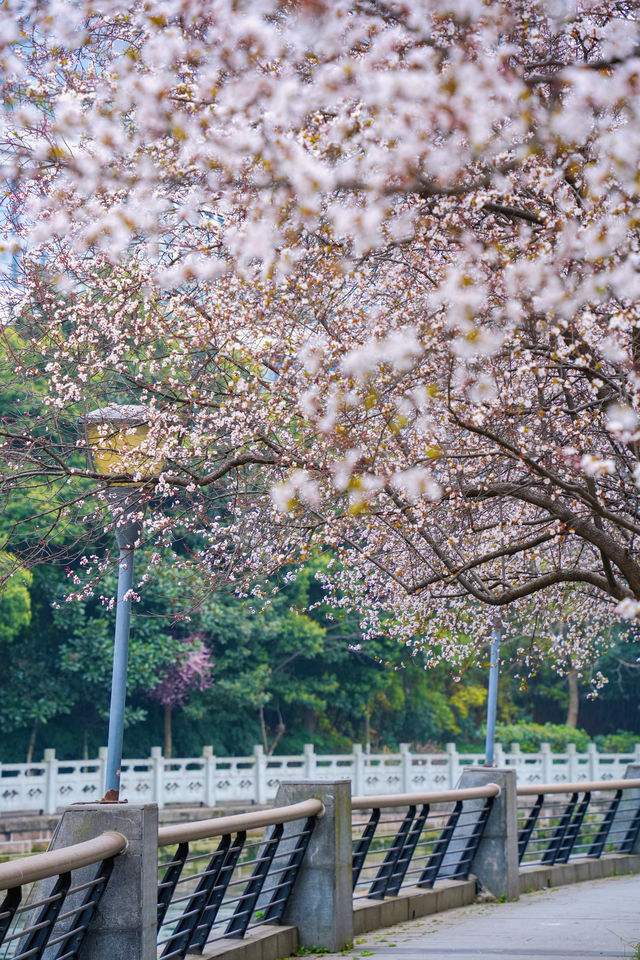 地鐵直達東湖公園的紫葉李真的都開好了！