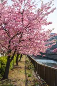 日本東京早櫻最佳賞花地