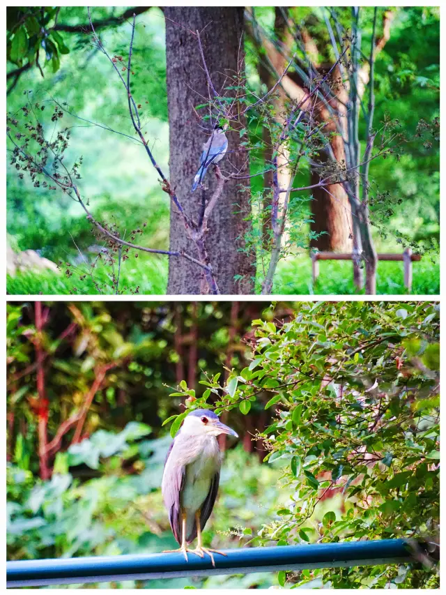 世紀公園｜写真家が鳥を撮影、私は写真家を撮影します