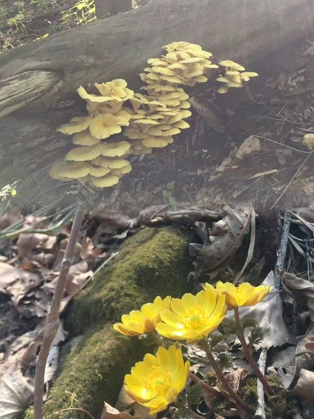 吉林周邊原生態越野地~石匣溝