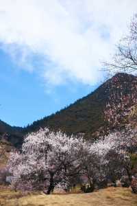 嘎拉村桃花朵朵開