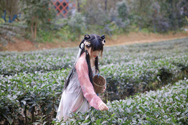 春風十里 漫步在茶園小徑