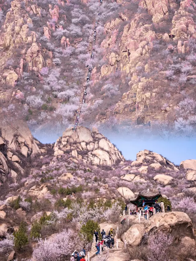 Come to Baihujian to experience the spring mountain and relive the 'Three Lives, Three Worlds, Ten Miles of Peach Blossoms'