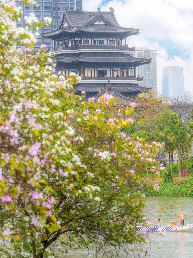 搭乘地鐵直達免費賞賞海珠湖公園的紫荆花