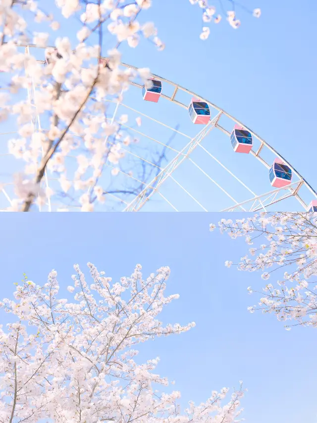 Shanghai Cherry Blossom Viewing Holy Land | Gucun Park is in full bloom at the perfect time