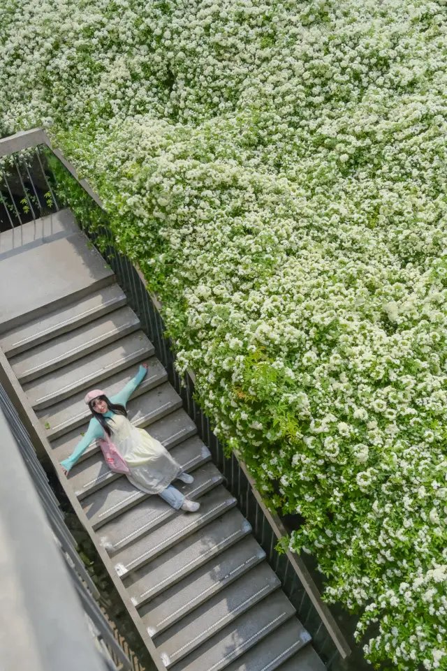 A successful trend-following experience | The Sichuan University staircase and Qili Xiang are breathtakingly beautiful!