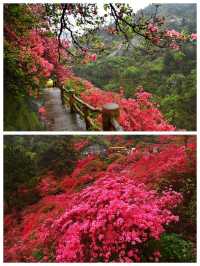 武漢黃陂雲霧山，嶺上開遍映山紅，萬畝花海堪稱華中一絕