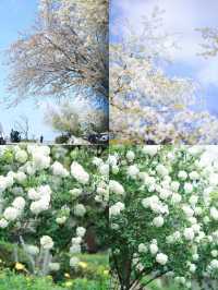 重慶｜動物園鬱金香花海賞花攻略