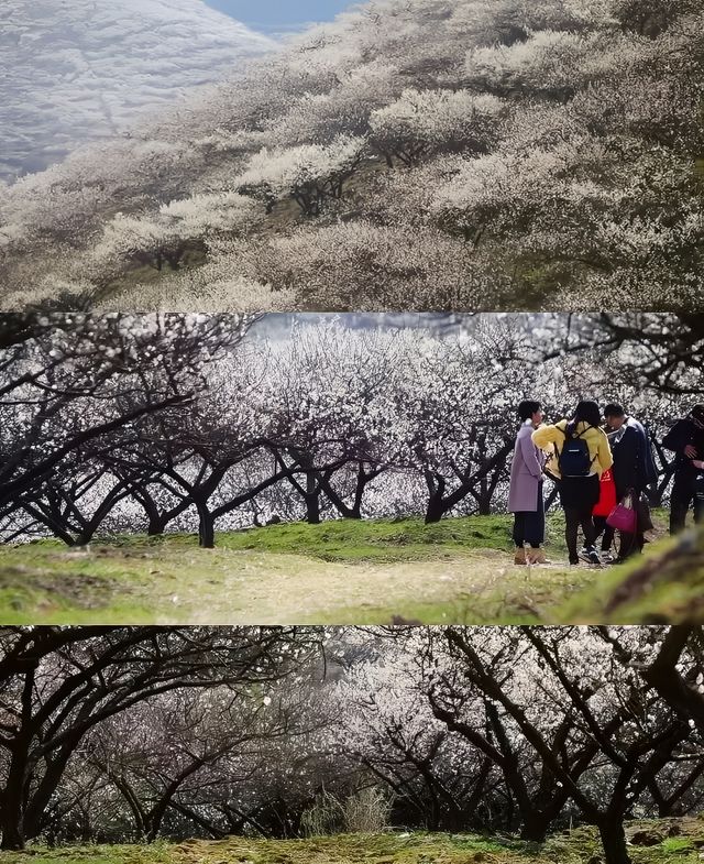 浙江|湖州|賞梅地圖