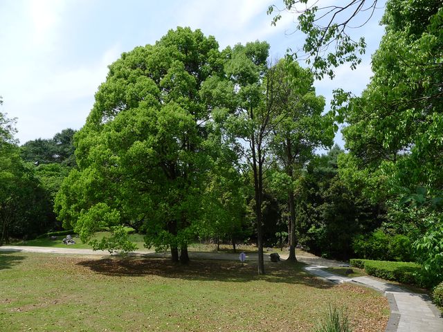 樟林秘境——登高雲山·雲繞迷樟