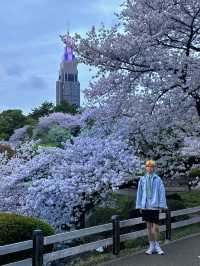 東京賞櫻 新宿站步行10分鐘的街心寶藏公園