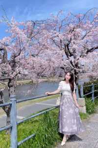 京都賞花｜在鴨川邊 悠閒野餐