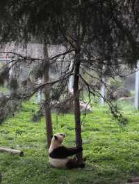 陝西丨西安秦嶺野生動物園看攻略
