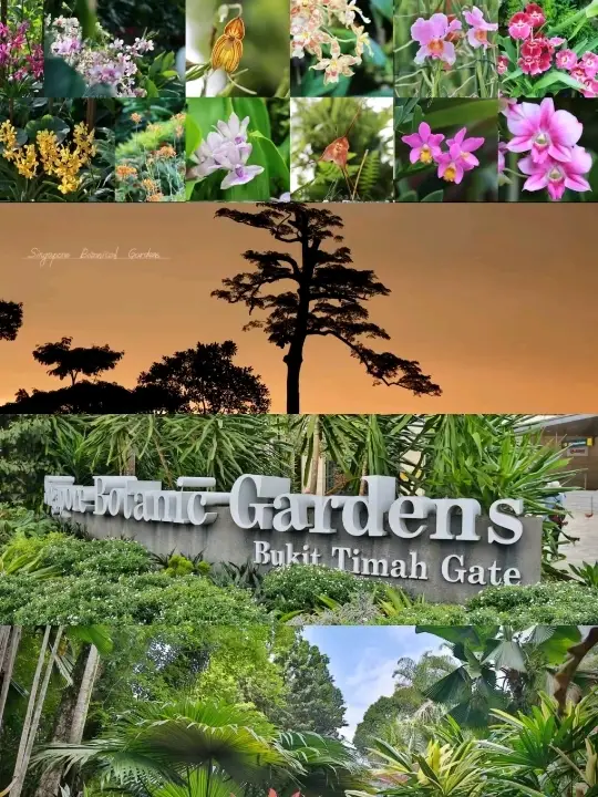 Famous Singapore Botanic Gardens♥️🇸🇬