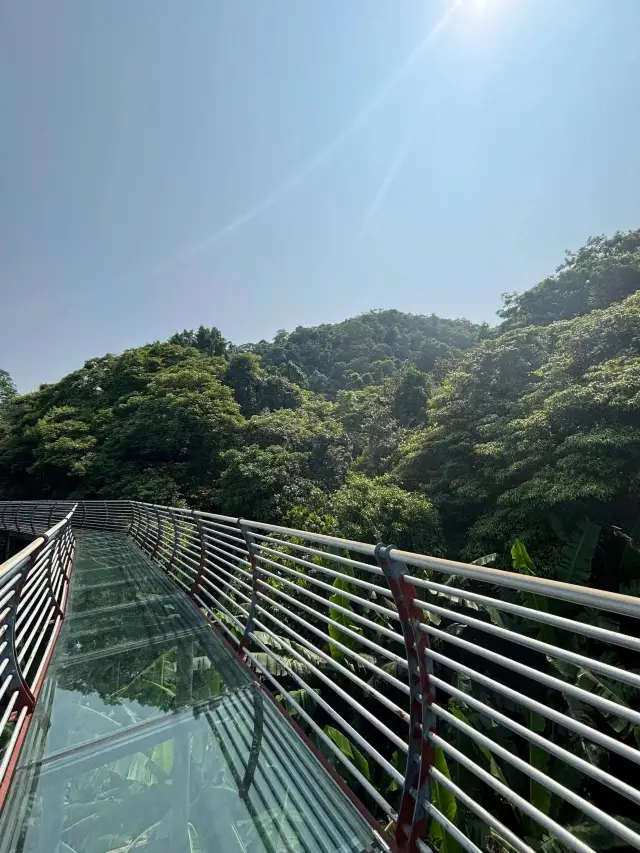 海南琼中百花岭熱帶雨林