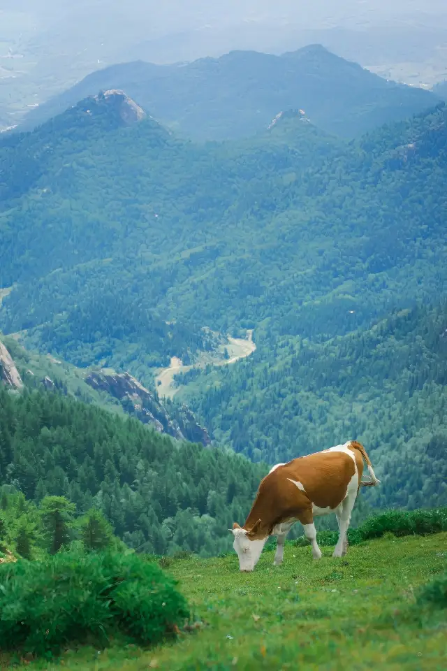 산서의 “녹색 광야”, ——로아산