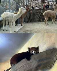剛從青島森林野生動物世界回來!