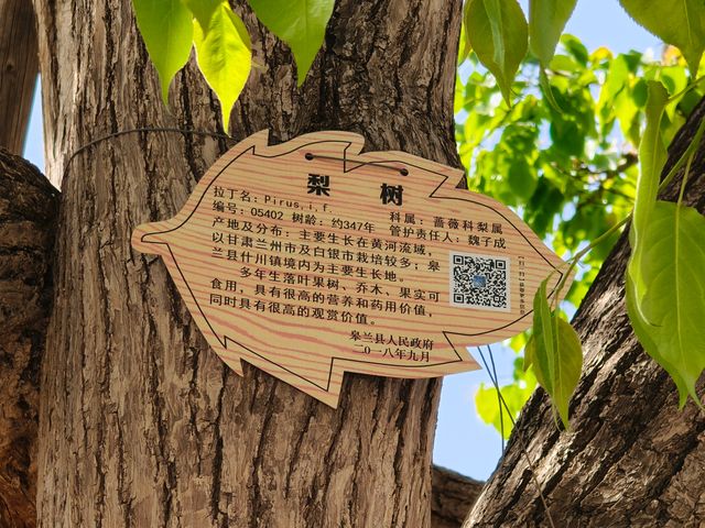 蘭州什川古梨園，週末休閒好去處