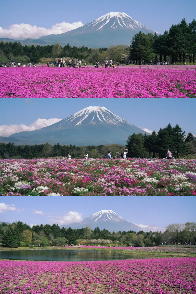 富士山下的芝櫻祭開始了
