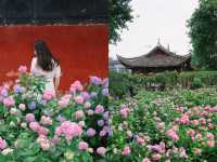 開滿無盡夏的千年古寺