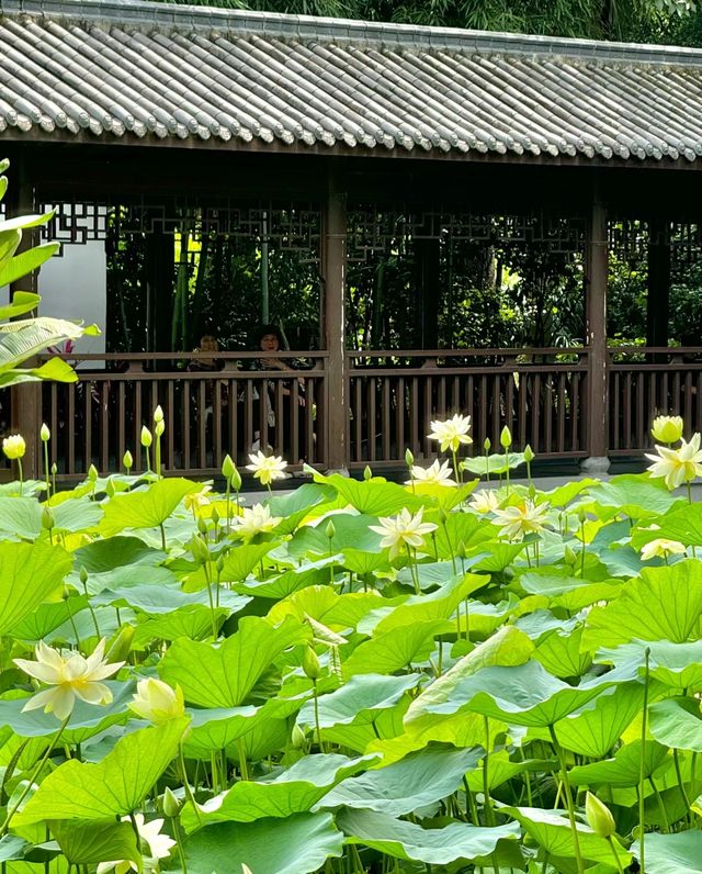 茶亭公園的荷花開得好美