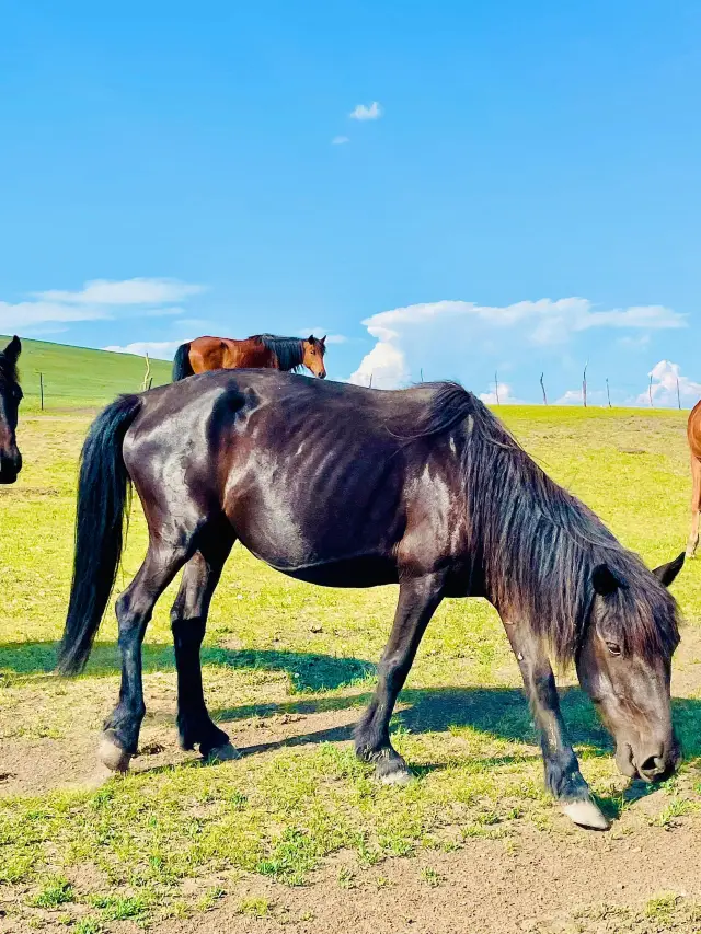 Hulunbuir Live | Don't miss Inner Mongolia from June to August