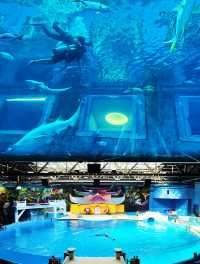 大理!房間自帶水族館的快樂你懂嗎？超級讚！