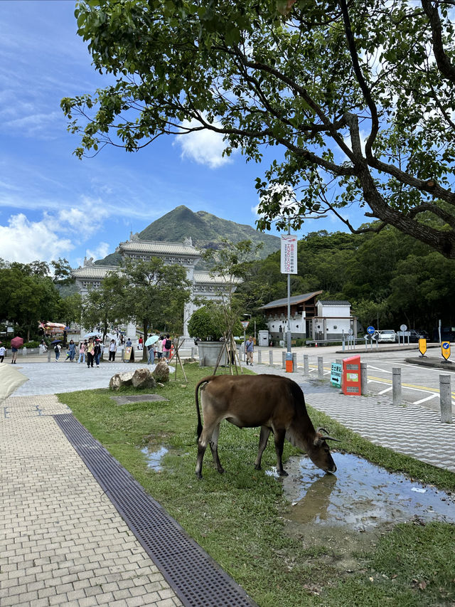 在大嶼山的行程安排～看這一篇就夠了