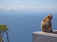 Come see the Apes of Gibraltar!