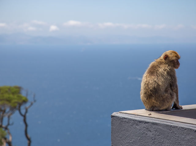 Come see the Apes of Gibraltar!