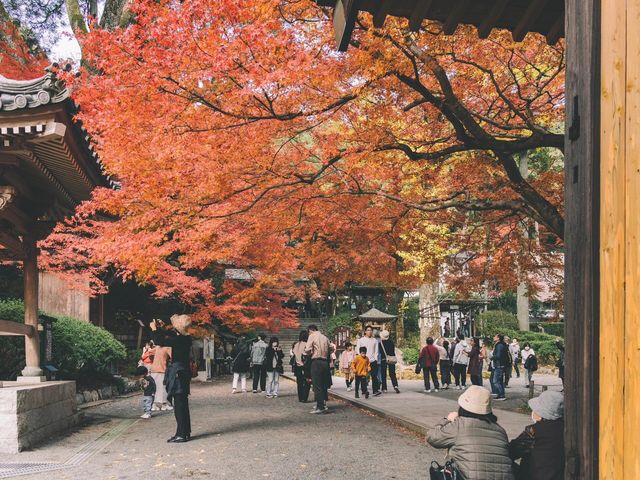 佐贺九年庵与大兴善寺：历史与自然的静谧对话。