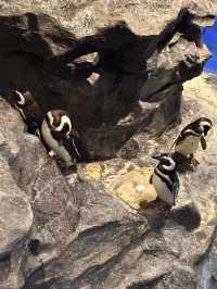 The Super Family Friendly Sumida Aquarium, The Wonders Of the Deep In Tokyo!