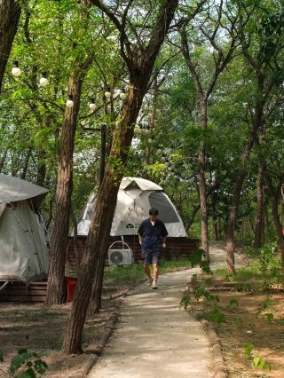 Who can understand the comfort of a forest camping ground near Zhengzhou?