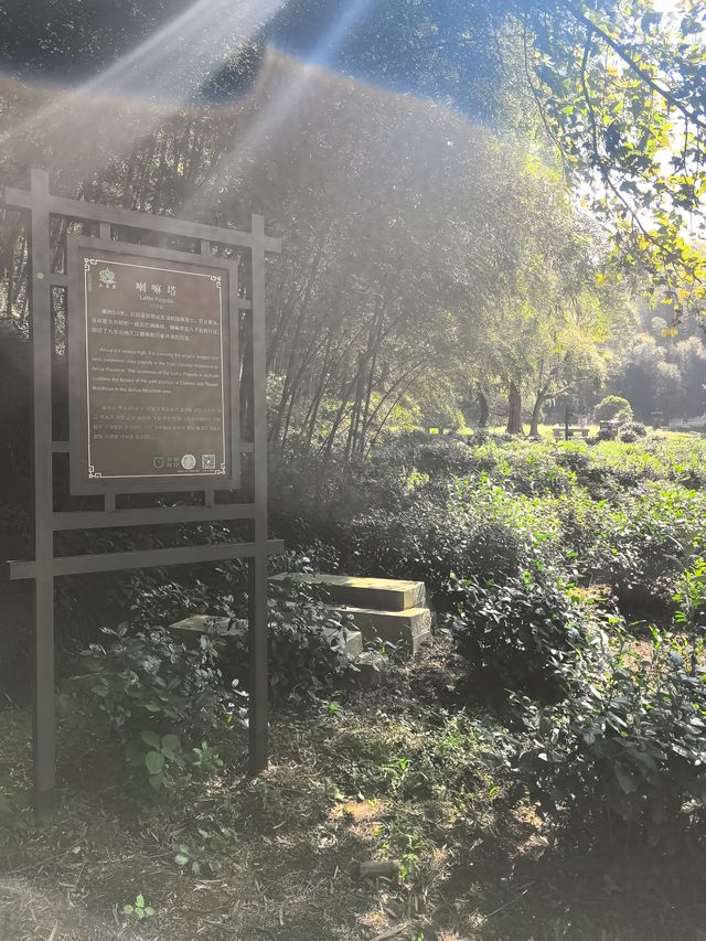 九華後山的九子岩也很美。 九華後山的九子岩也很美。