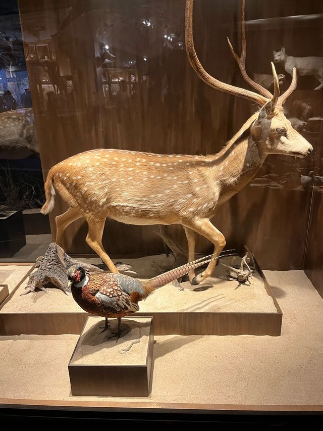 休斯頓博物館區之旅指南！。